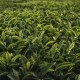 Зеленый чай Лесные ягоды 100 гр.